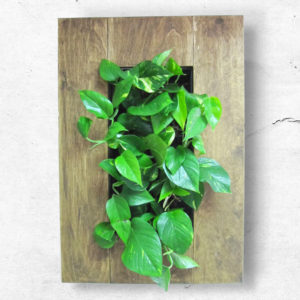 FrameGoGreen тъмна рамка с филодендрон