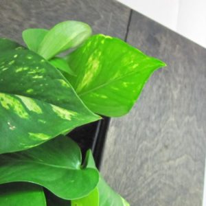 FrameGoGreen тъмно дърво отблизо